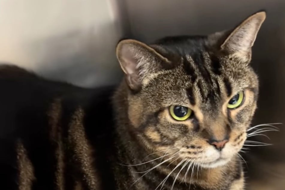 Propietaria quiere sacrificar a su gata tras once años: la razón perturba al equipo veterinario