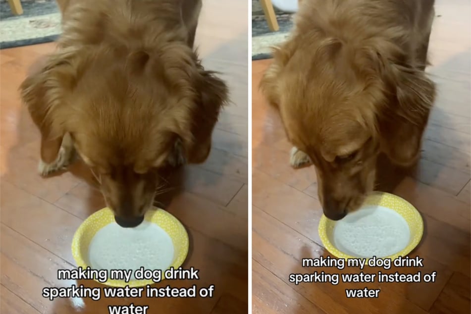 Zunächst stürzte sich Golden Retriever Sara noch durstig auf den Wassernapf.