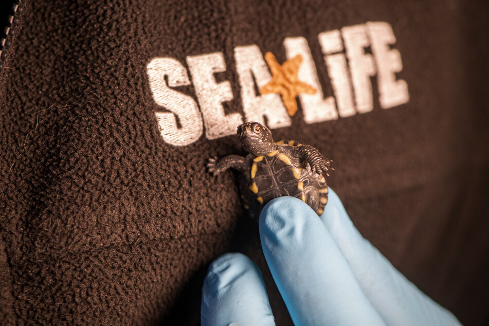Babyschildkröten des Sea Life warten auf einen Namen.