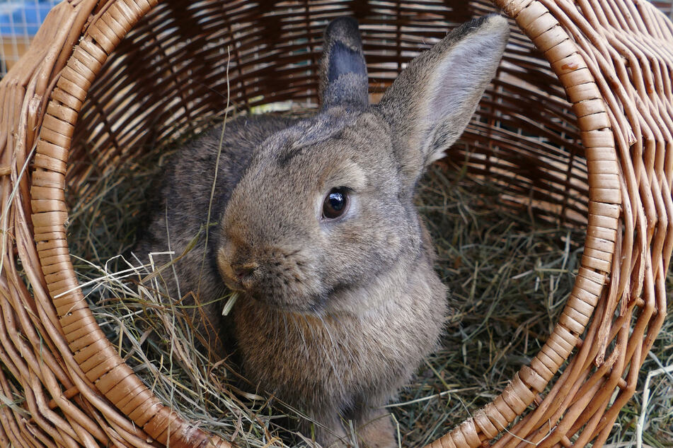 Ein echtes Kaninchen hat im Osternest nichts zu suchen.