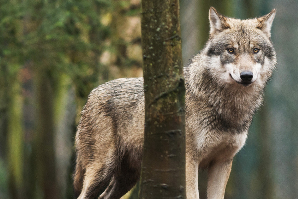 Zwei Wölfe in Hessen ansässig: Werden sie abgeschossen?