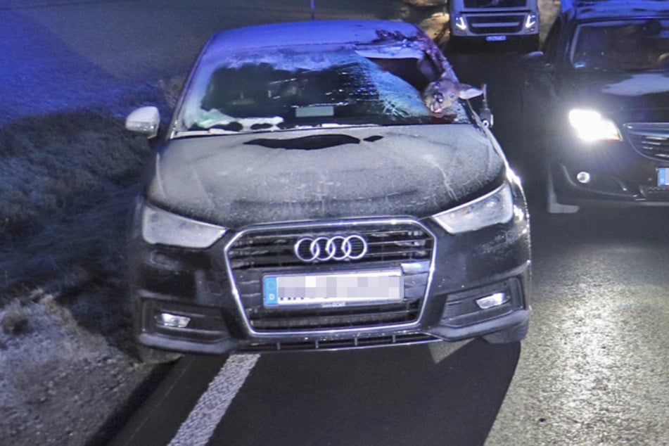 Verhängnisvoller Wildwechsel: Reh bleibt in Frontscheibe von Audi stecken