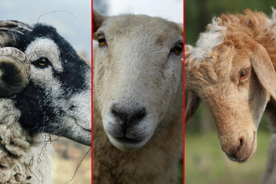 What is the smartest and most talented sheep in the world?