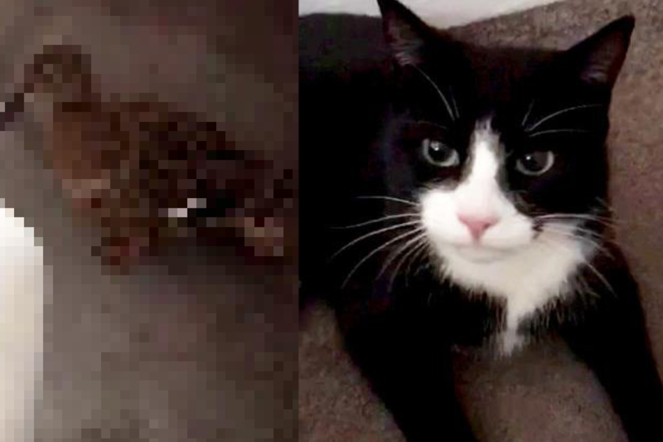 Katze hinterlässt Besitzern erstaunliche Beute