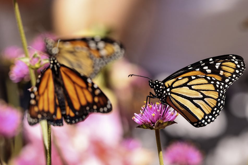 US moves to save once-common monarch butterflies from extinction