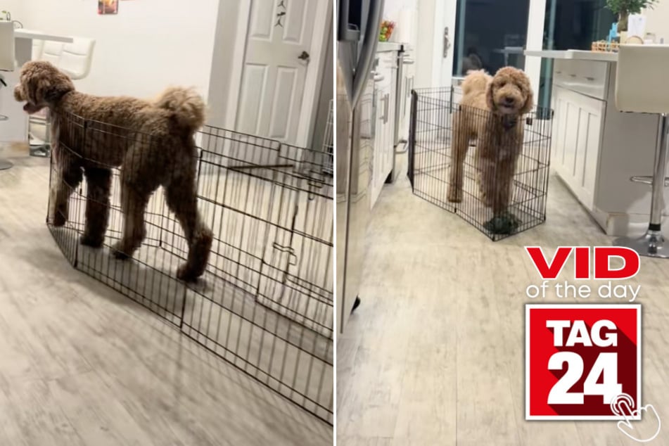 This clever pup turned his pen into a mobile home!