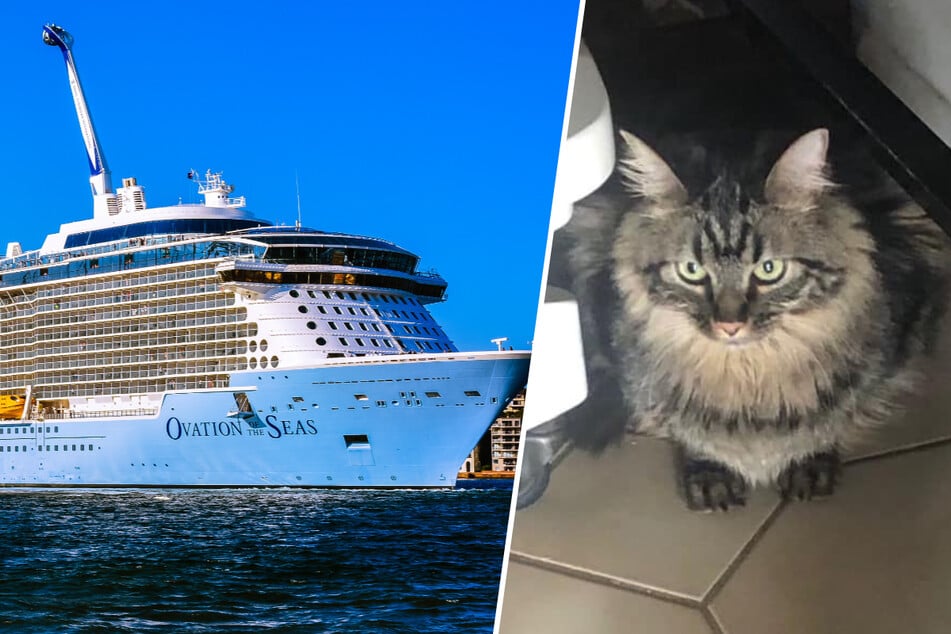 Cat smuggled on cruise ship set to be put down – until crew steps in!