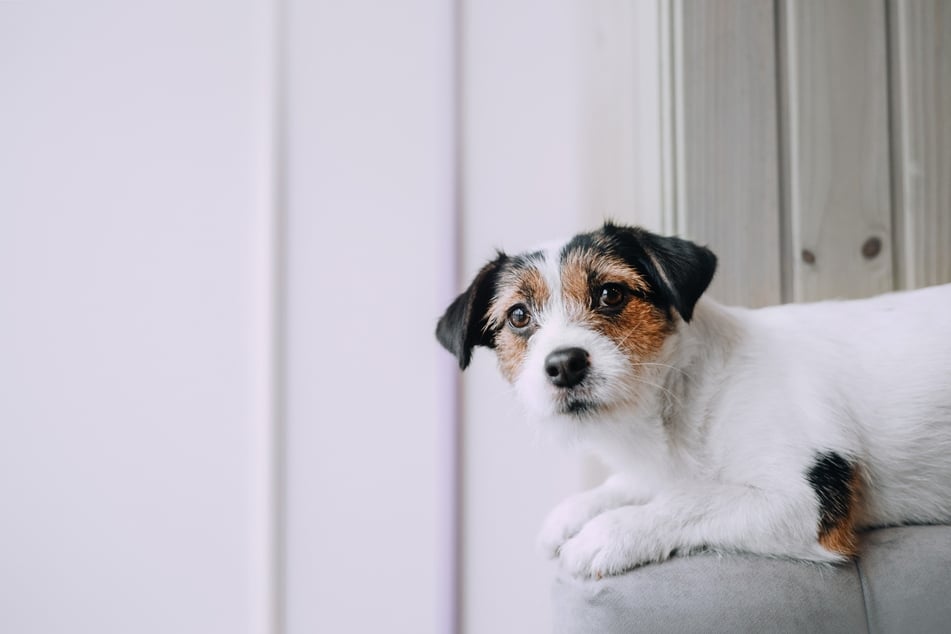 Geräuschangst von Hunden kann viele Ursachen haben.