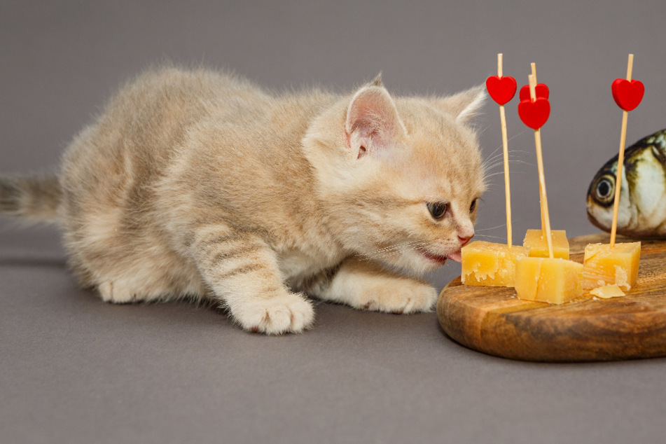 Cats are lactose intolerant, but a little bit of cheese will do them any harm.