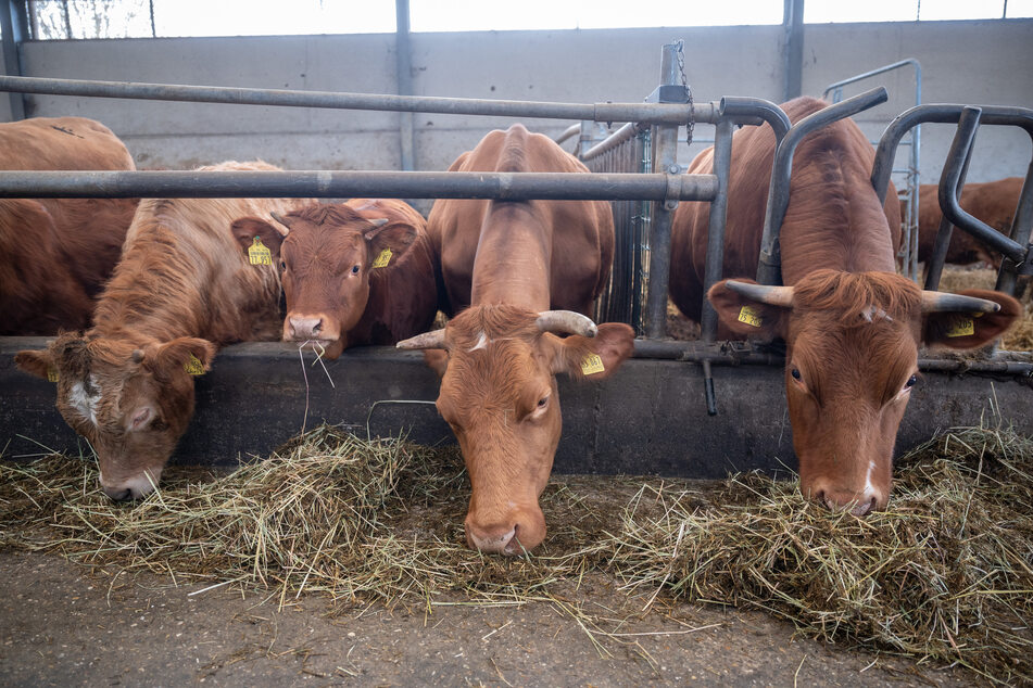 Viele der rund 50 Rinder in dem Stall haben einen Namen, abzulesen auf einem kleinen gelben Band.