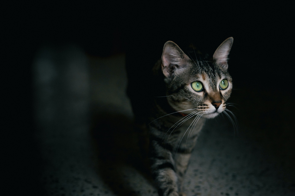 Cats like to hunt at nighttime, and will meow at the door to be let out.