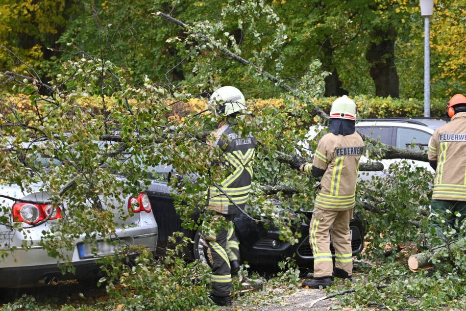 Eine umgestürzte Linde beschädigte in Bautzen zwei Autos.