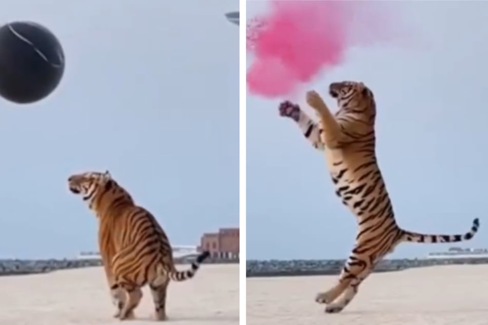 Durch die Krallen des Tigers wurde klar: Es ist ein Mädchen.