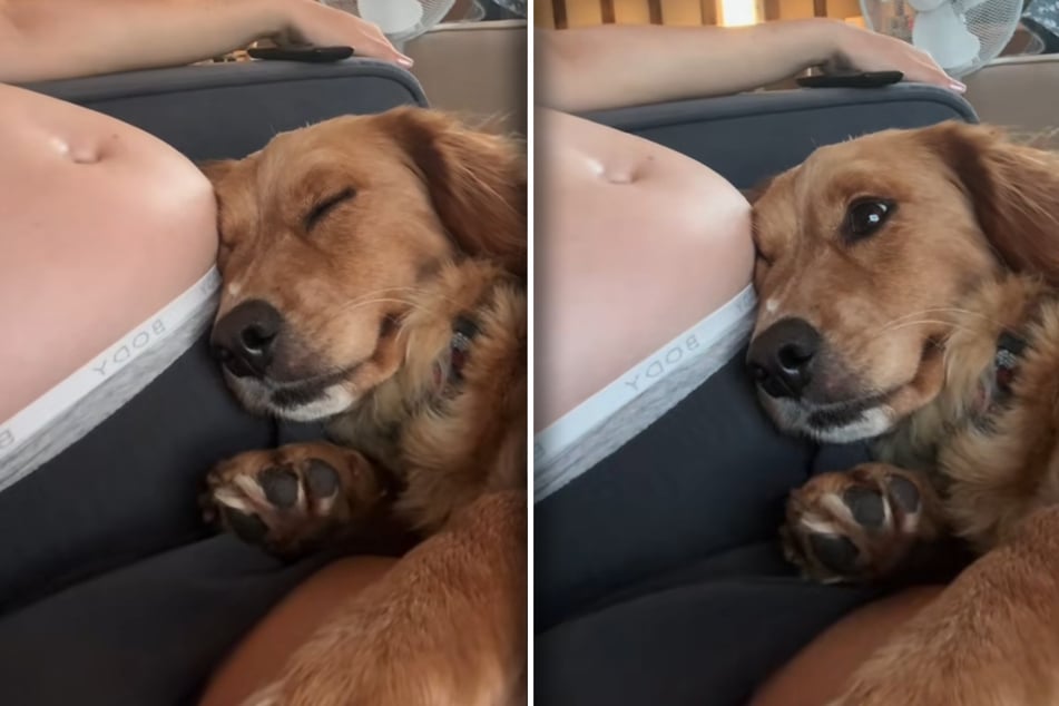 Crumble couldn't hide her surprise when the little baby kicked inside her owner's tummy!