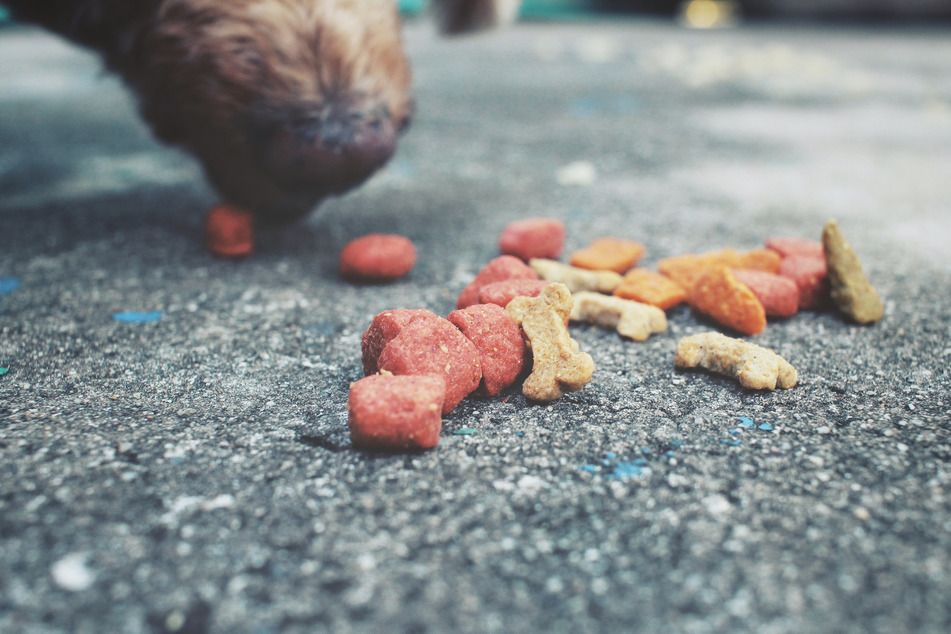 Die Angeklagte fütterte ihren eigenen Hund mit vergifteten Leckerli. (Symbolbild)