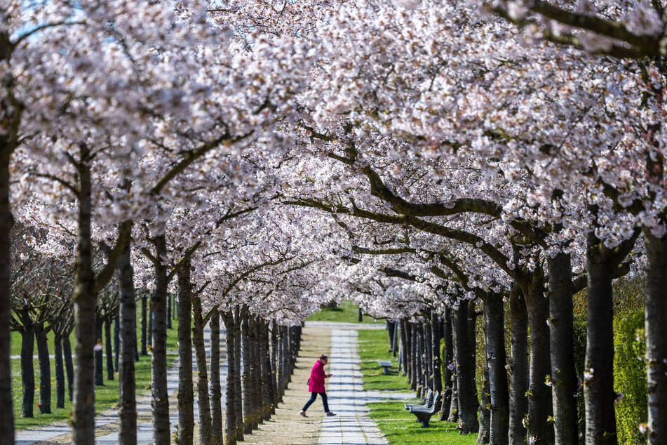 Die Kirschblüte zählt zu den wichtigsten Symbolen der japanischen Kultur und steht für Schönheit, Aufbruch und Vergänglichkeit.