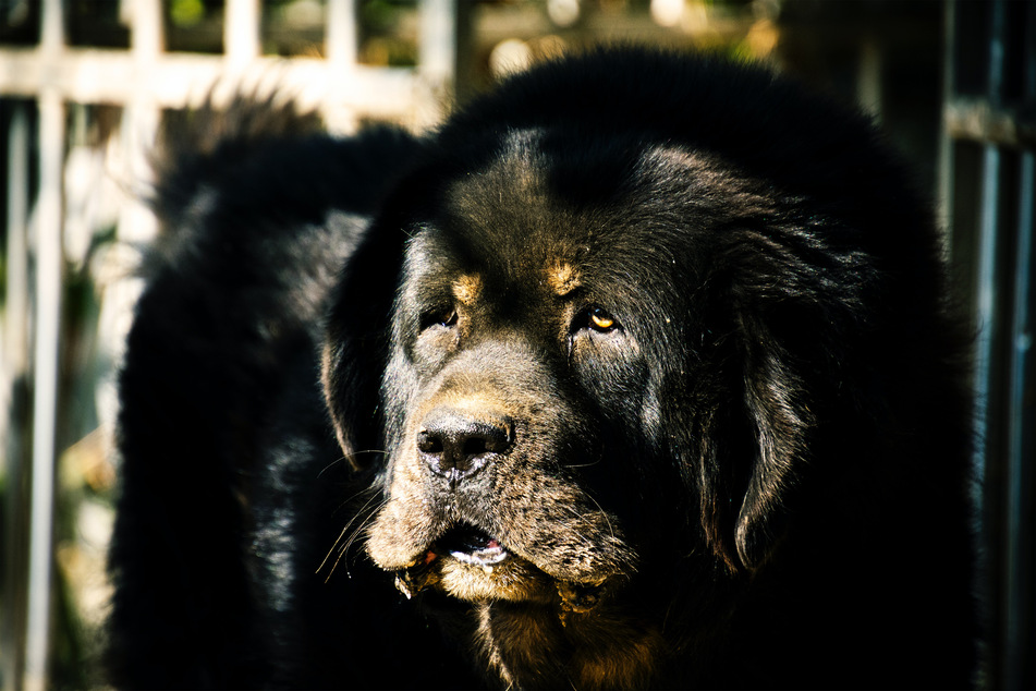 Newfoundlands are remarkably beautiful doggos, but they have a very short lifespan.