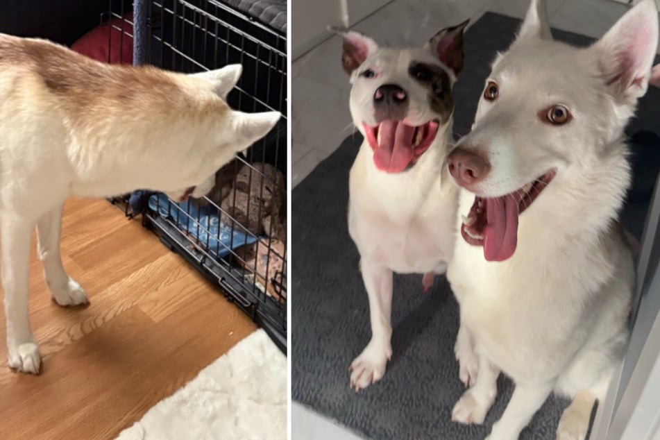Dueños consiguen segundo perro: La reacción de su husky habla por sí sola