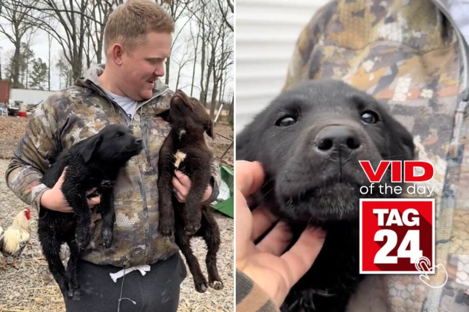 viral videos: Viral Video of the Day for February 3, 2025: Little dogs wander into unsuspecting couple's yard!