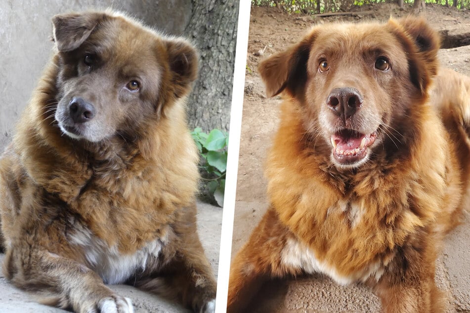 Liebenswert und bescheiden: Elsy hat es verdient, einen schönen Lebensabend bei ihrer eigenen Familie genießen zu dürfen.