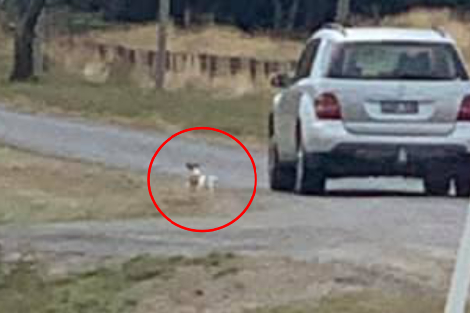 Dieser Hund lief dem Mercedes verzweifelt nach.