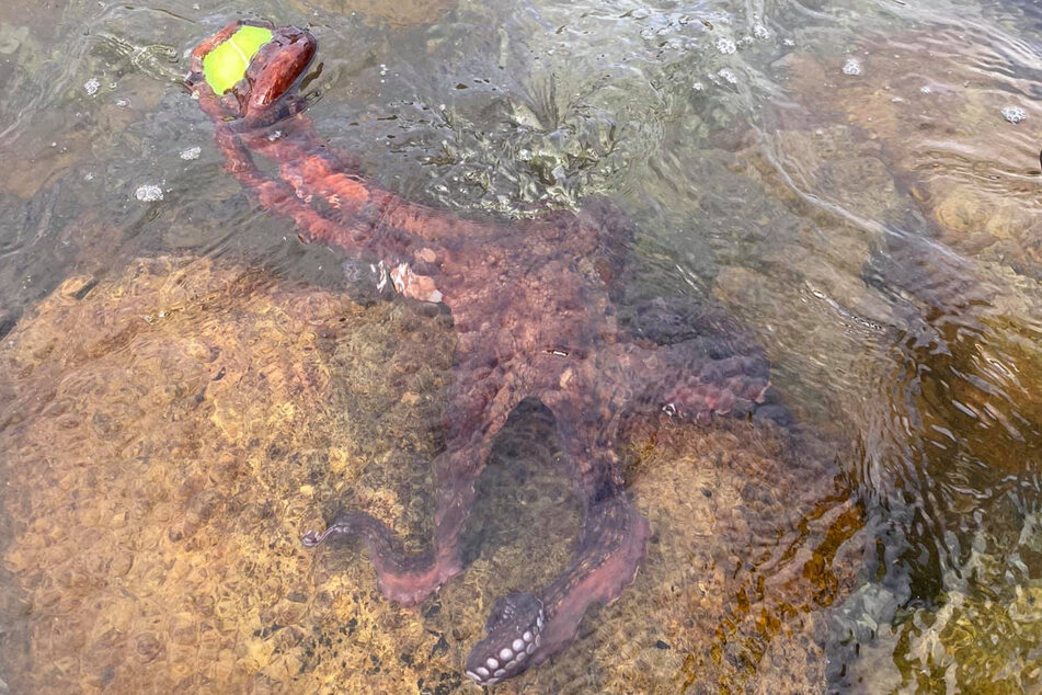 Lucy's owner wondered if the incredible octopus wanted to play a game of fetch with the canine.