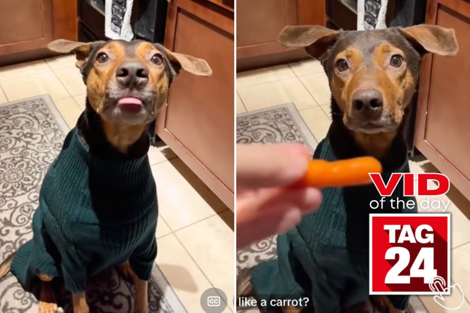 Today's Viral Video of the Day features a dog named Salem who has a special way of eating new snacks.