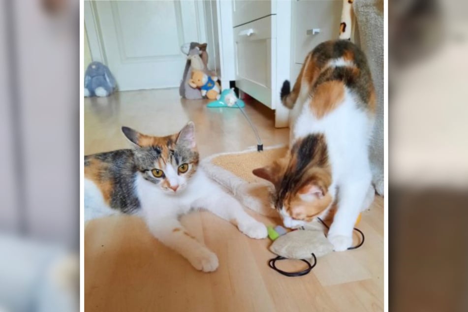 Kiwi und Kiri sind auf Herrchen- und Frauchen-Suche.