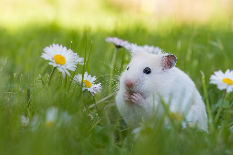 Hamster haben nur ein kurzes Leben.