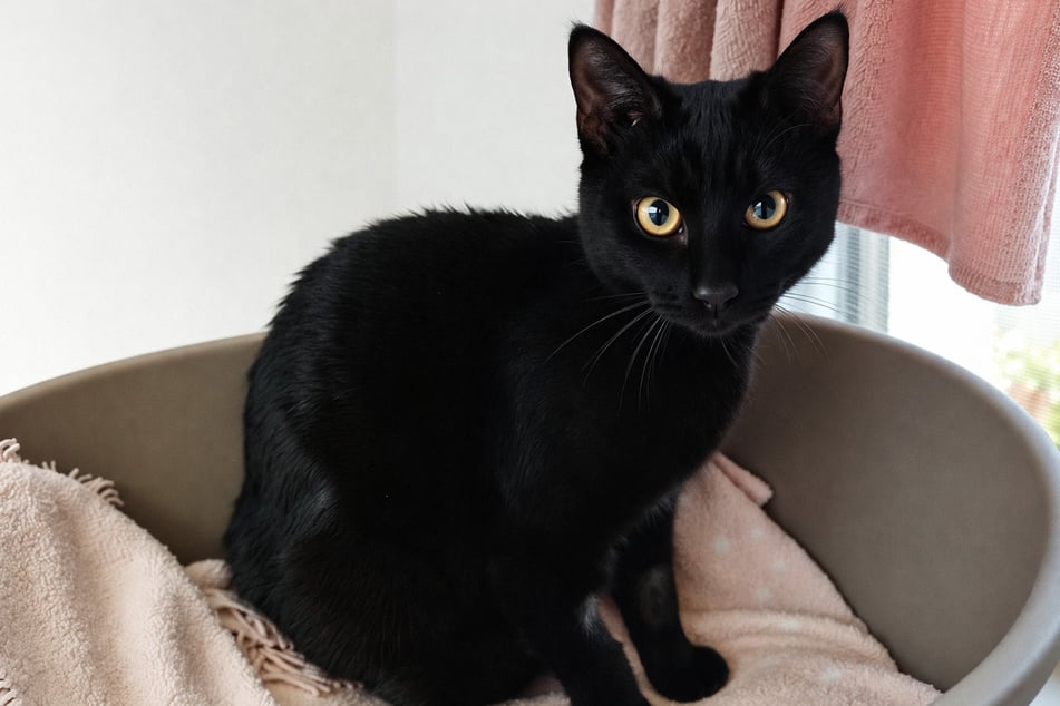 Katze Pudding teilt sich gerne mit und genießt jede Aufmerksamkeit ihrer Besitzer.