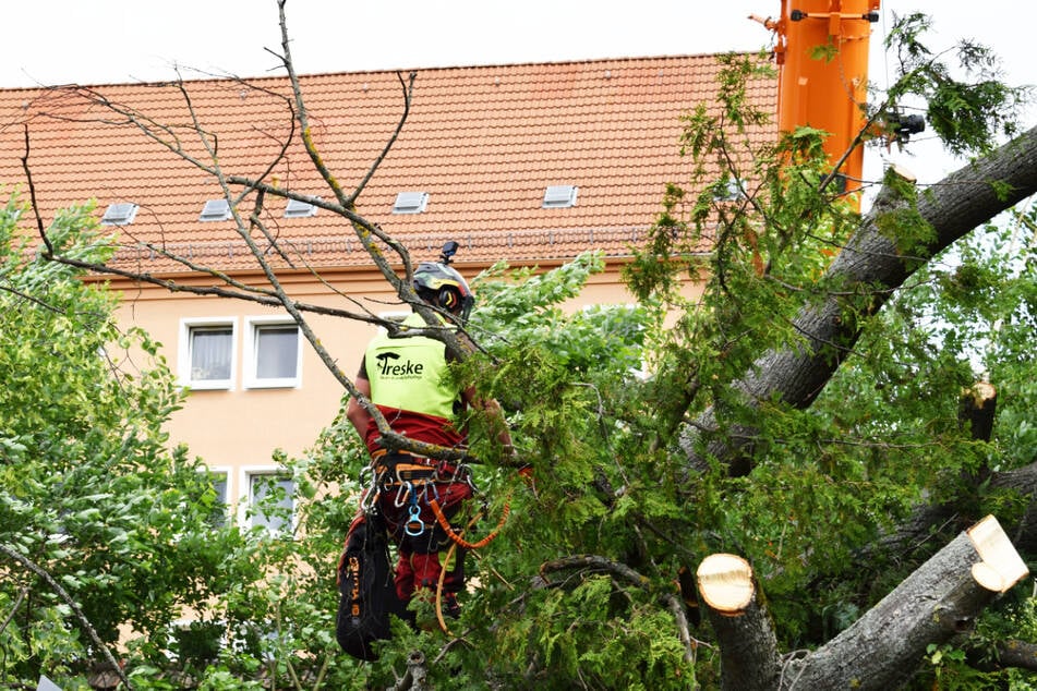 Hier bist Du täglich in luftiger Höhe unterwegs, sorgst für gesunde Bäume und behältst dabei immer den Überblick.