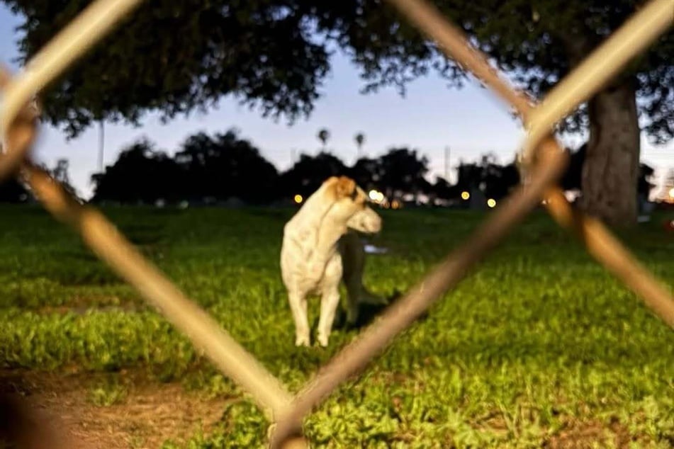 Suzette Hall rettete die Fellnasen aus ihrer misslichen Lage.