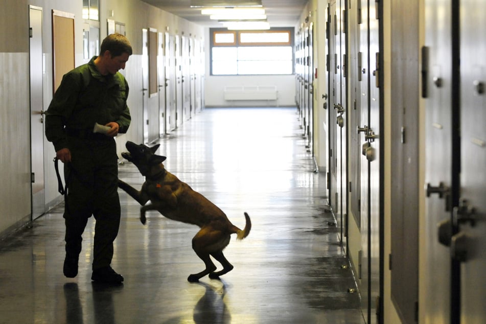 Drogenkontrolle mit einem Rauschgifthund im Gefängnis - in Sachsen finden regelmäßig Durchsuchungen hinter Gittern statt.