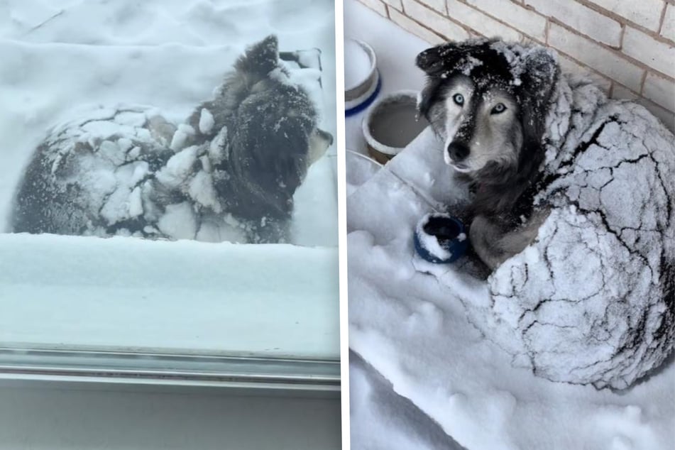 Husky-Dame Koda scheint sich in der Kälte komplett wohlzufühlen.