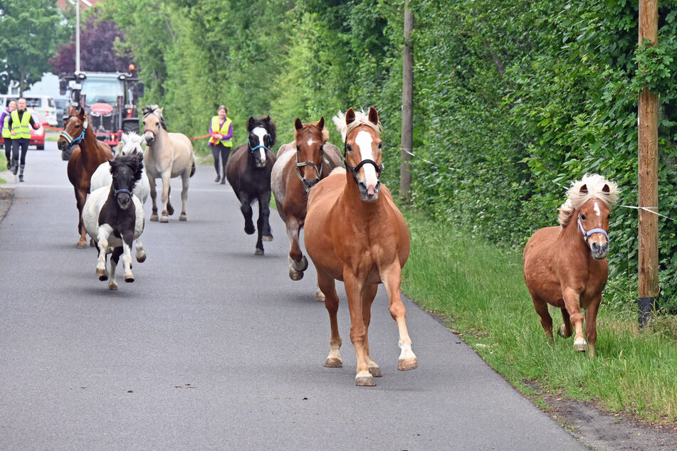 Beim Ponyhof "Flotte Hufe" in Holzhausen war am Samstag Weideauftrieb.