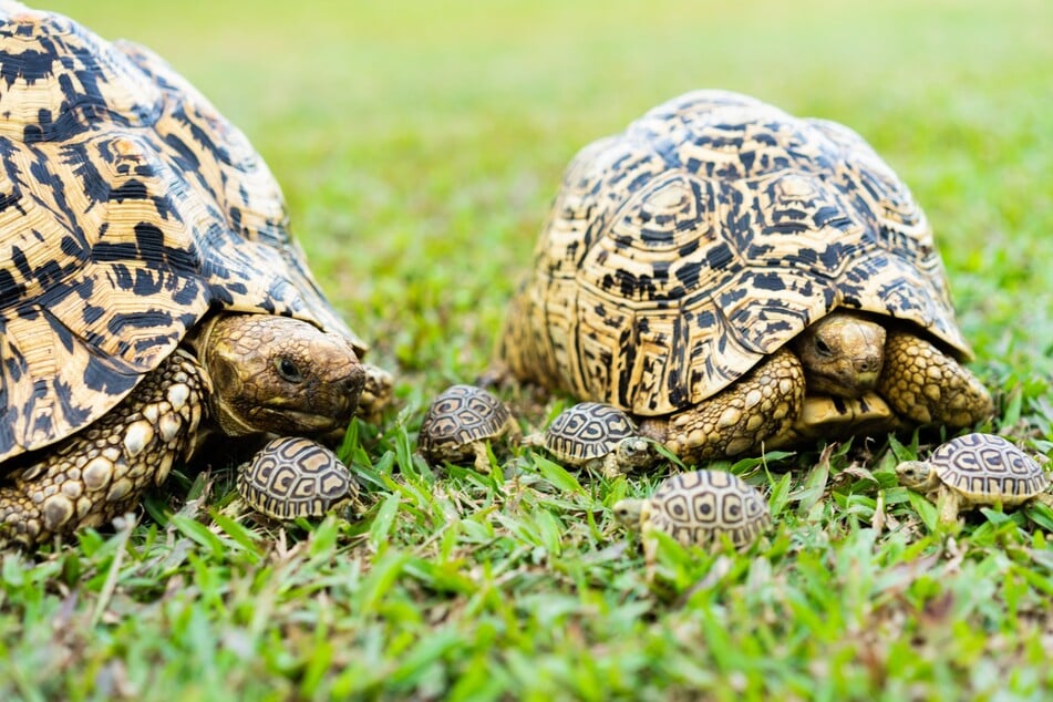 Schildkröten können weitaus älter werden als Menschen.