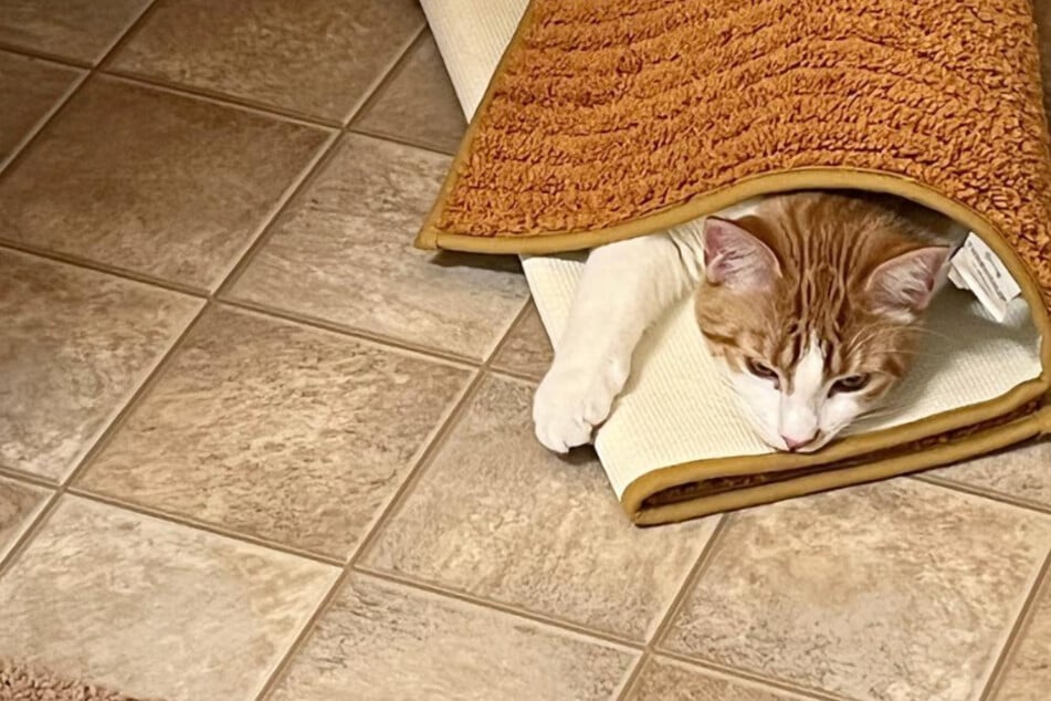 Under-cover kitty thrills the internet with funny favorite game