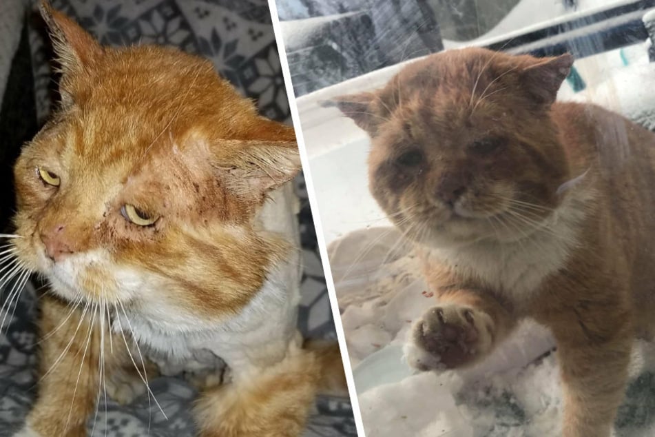 Tentatively, the cat knocked on the door of his rescuer. He desperately needed help!