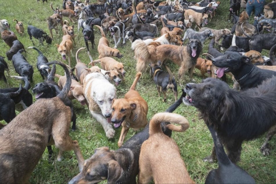 Rund 1800 ehemalige Straßenhunde befinden sich aktuell auf dem Territorio de Zaguates.