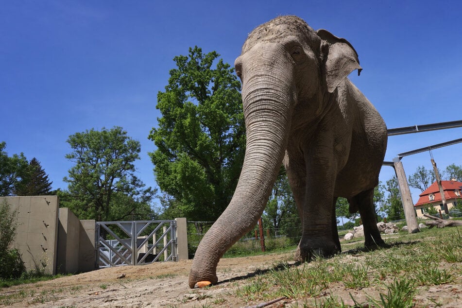 Im Augsburger Zoo ist Elefantenkuh Targa, der älteste Elefant Deutschlands, in der Nacht zum Montag gestorben. (Archiv)