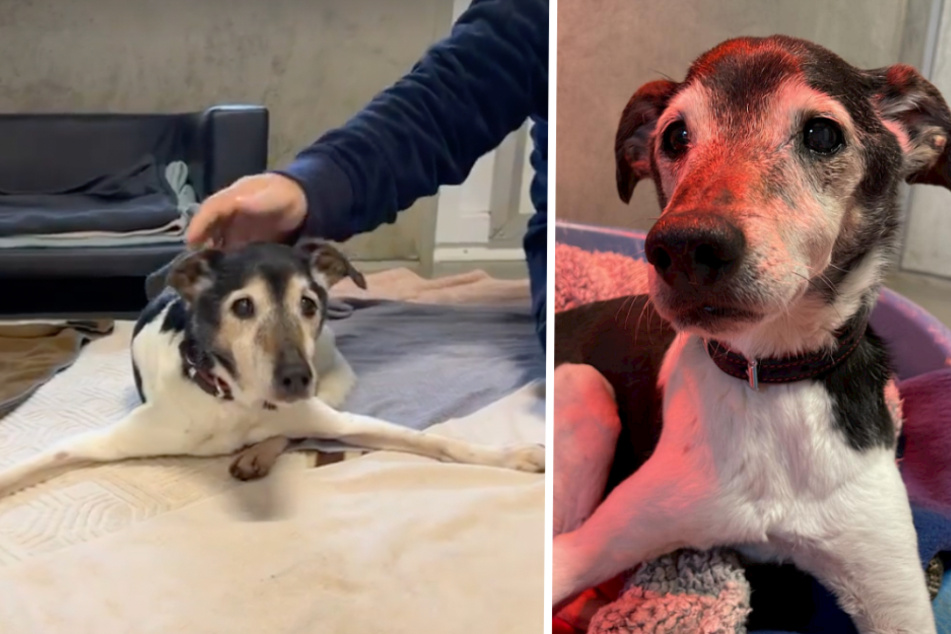 Nach Tränen-Beitrag über todkranken Hund: Tierheim gibt erstes Update und hat eine wichtige Bitte!