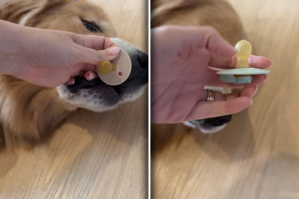 Sein Frauchen ist bedient: Golden Retriever Frankie hat nicht nur einen, sondern gleich zwei Schnuller im Maul.