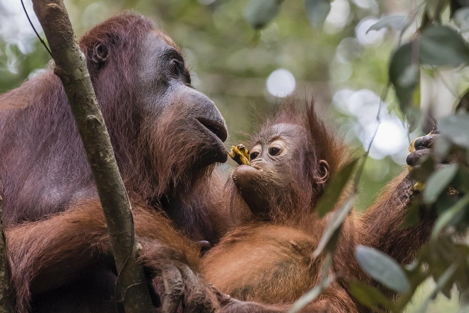 Without the help of organizations like BOS, infant orangutans would either die in the wild or possibly suffer improper care from locals untrained in caring for great apes (stock image).
