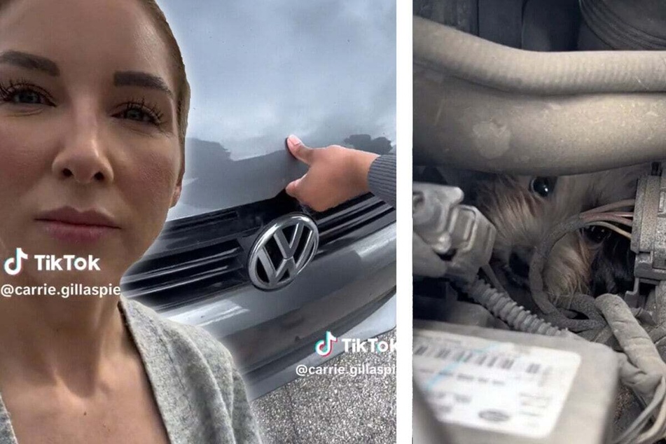 Driver finds a doggy shock under car hood and shows incredible rescue on TikTok