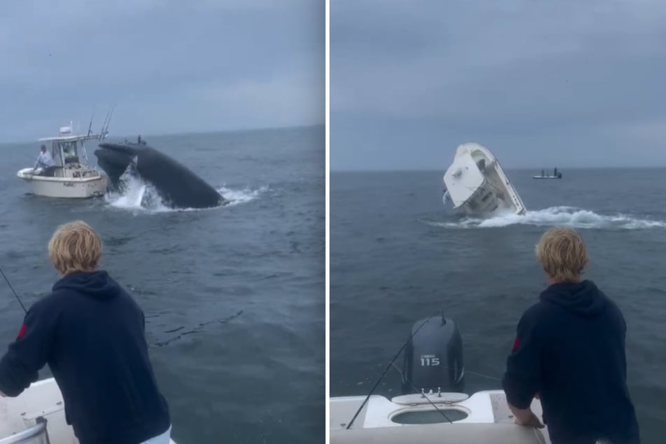 A shocking video shows the disturbing moment when a humpback whale attacked a fishing boat and throws the crew into the water!