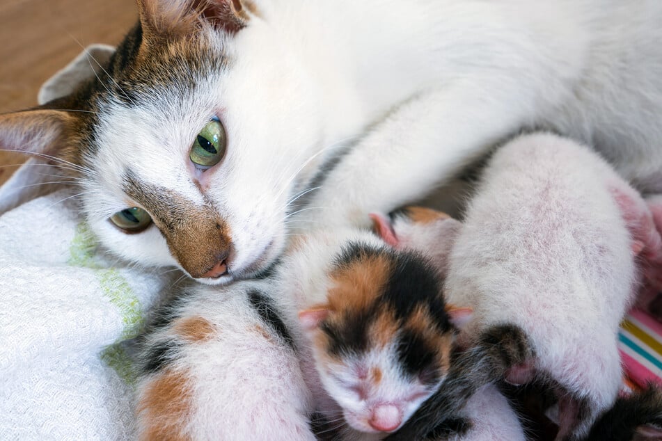Katzen bleiben bei der Mutter und haben die Augen geschlossen, wenn sie erst wenige Tage alt sind.