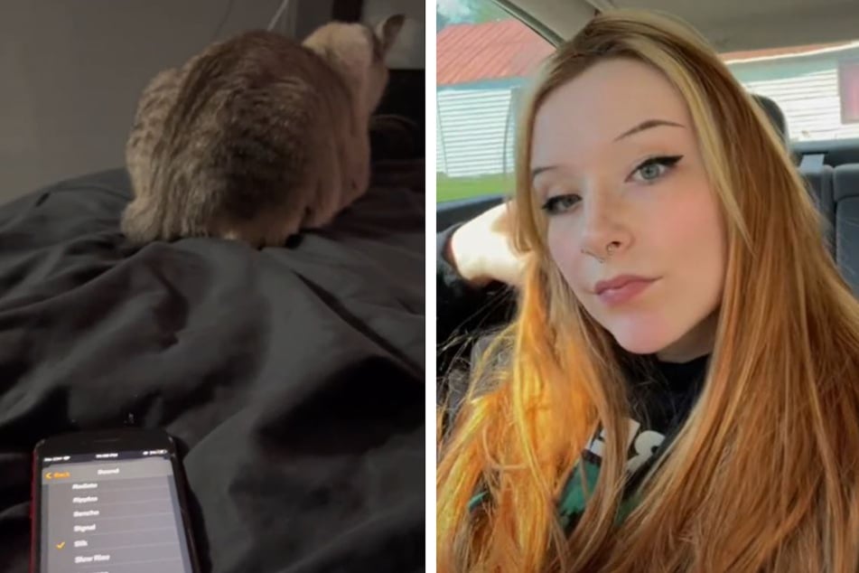 Frau lässt Handywecker klingeln: Was ihre Katze dann tut, lässt keinen kalt