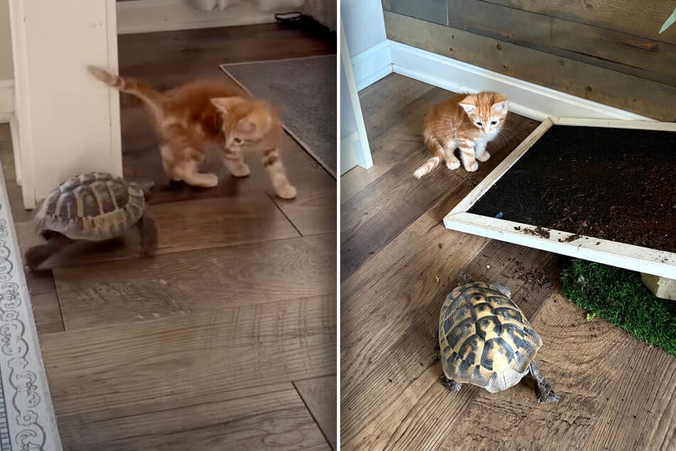 Schildkröte trifft auf Babykatze: Was dann passiert, verzückt so viele