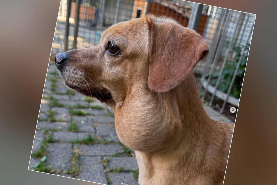 Die kleine Hermine leidet an einem großflächigen Tumor am Hals.