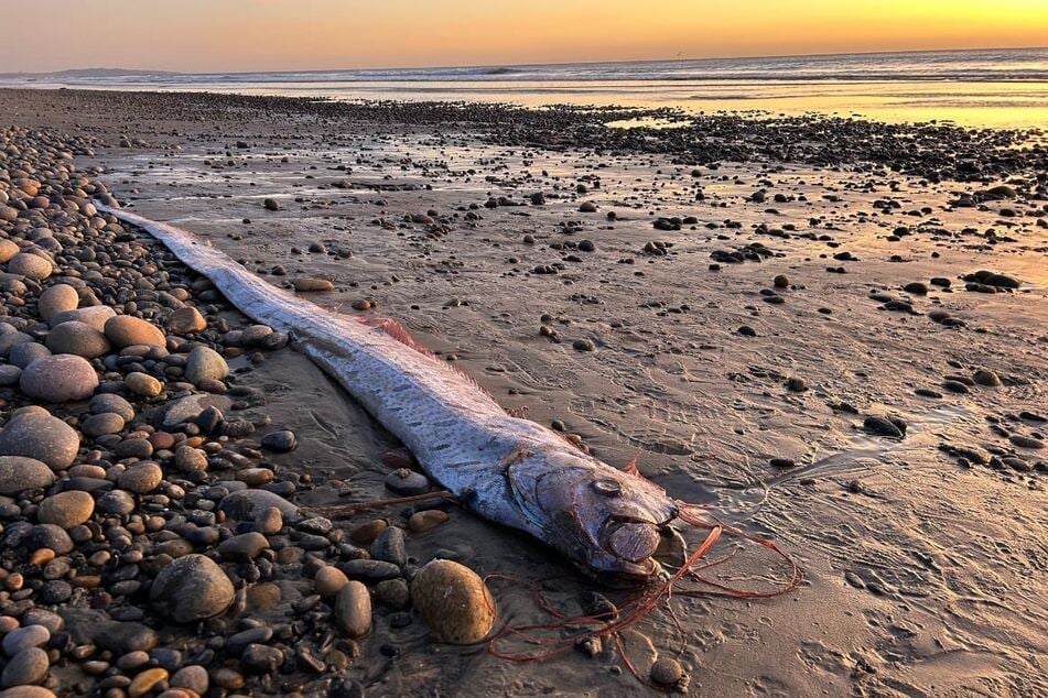 The oarfish is more than three meters long.